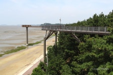 롯데관광::명품여행 [축제] 서천 자연산광어도미축제와 장항스카이워크 당일 