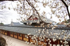 롯데관광::명품여행 [연합] 비행기 타고가요~ 경주+포항(1박2일)  왕복항공(김포-포항경주공항 왕복)