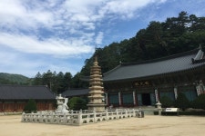 롯데관광::명품여행 [가을단풍] 1400년 고찰 월정사에 단풍을 품은  오대산 전나무숲 강릉 커피거리 당일