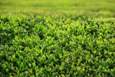 롯데관광::명품여행 [전남시티투어] 최고의 맛! 남도밥상과 장흥 편백숲 힐링 2일