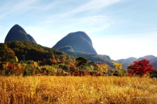 롯데관광::명품여행 [가을단풍]  황금카펫! 전주한옥마을 은행나무 + 진안 마이산 당일