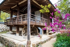 롯데관광::명품여행 [편안한 28인승 우등버스 봄꽃여행]  환한 노랑꽃 산수유의 봄날 풍경! 구례 당일