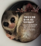 디라이브러리 [Origin] 겨울잠과 잠을 동시에 자는 여우원숭이? | d라이브러리