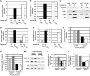 JCI -Mutant p53 establishes targetable tumor dependency by promoting unscheduled replication