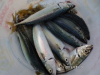 (東)동해조황 - 해~운대/전갱이,고등어 폭탄~!!!