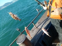 바다낚시 > 점주선장조황 > 해~운대/초보자 열기+볼락 외줄 체험..선상낚시/배낚시 도전기