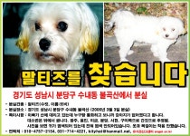 분당구수내동 말티즈 남아 우리 또비를 찾아요