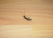 실은 딴지도 우리 집에 놀러왔었어요.