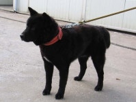 늑대... 늑대랑 싸워서 이기지는 않지만 맞짱깔수 있는 진돗개....