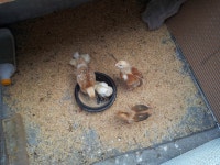 우리집 토종닭 수컷 2마리 어떤놈이 훔처감 :: 웃긴대학 대기자료 우리집 토종닭 수컷 2마리 어떤놈이 훔처감