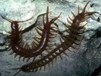 지네 잡아서 한약 다려먹고 웃자가보자