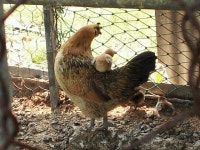 우리집 닭 :: 웃긴대학 동물대학 우리집 닭