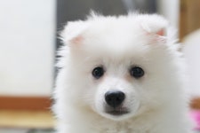 (동물대학) 복슬강아지 - 행복한 유머, 웃긴대학에 오셨습니다 !!