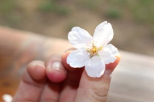 (대기자료) 꽃이 피다. - 행복한 유머, 웃긴대학에 오셨습니다 !!