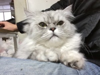 (대기자료) 다리위의고양이 - 행복한 유머, 웃긴대학에 오셨습니다 !!