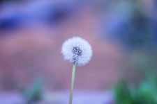 (사진) 꽃민들레 - 행복한 유머, 웃긴대학에 오셨습니다 !!