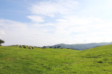 (사진) 취미로 찍어본 삼양목장 이에요.. - 행복한 유머, 웃긴대학에 오셨습니다 !!