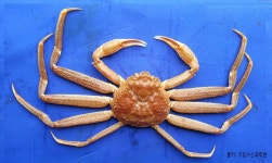 e-연구바다>수산자원>수산자원정보>어종 목록>어종 목록 e-연구바다