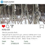 수목원의 꽃과 나무 | 부천무릉도원수목원 | 주요시설 | 자연생태공원