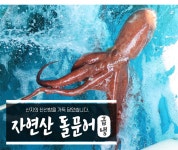 [착한어부] 자연산 돌문어(급냉) 800g-1kg 1미 - NS홈쇼핑