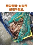 [산지직송] 전남 고흥 통통한 활 새우 1kg (37-45미)