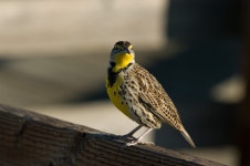 Potw #37 16/11/08 - 30/11/08 - PentaxForums.com