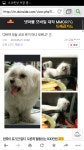 너네 비제이디바가 키우는 강아지 알아? - 인스티즈(instiz) 유튜버/스트리머 카테고리