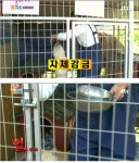 동물들에게 지배 당하는 한 아이돌.jpg - 인스티즈(instiz) 이슈 카테고리 동물들에게 지배 당하는 한 아이돌.jpg