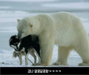 사랑에 빠진 북극곰과 시베리아 허스키 - 인스티즈(instiz) 이슈 카테고리