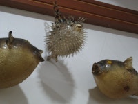 [대전맛집] 유성복집 - 인스티즈(instiz) 이슈 카테고리 [대전맛집] 유성복집