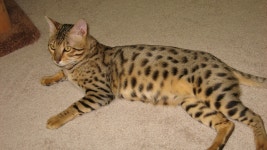 고양이계 얼짱 사바나캣 - 인스티즈(instiz) 이슈 카테고리 고양이계 얼짱 사바나캣