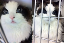 이게 김태희여 고양이여 ㄷ ㄷ - 인스티즈(instiz) 이슈 카테고리 이게 김태희여 고양이여 ㄷ ㄷ