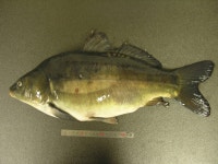 민물고기 회.jpg - 인스티즈(instiz) 이슈 카테고리 민물고기 회.jpg