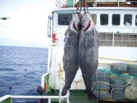 일본식 술집가면 많이 보이는 메로구이의 본모습(혐오주의)... 이슈 카테고리 일본식 술집가면 많이 보이는 \메로구이\의 본모습(혐오주의)