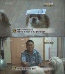 벌 서는 강아지들.jpg - 인스티즈(instiz) 이슈 카테고리 벌 서는 강아지들.jpg