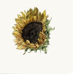 당신을 위한 힐링 100선 #041 수채화 - 인스티즈(instiz) 이슈 카테고리 당신을 위한 힐링 100선 #041 수채화