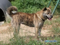 진돗개 좋아해요?? - 인스티즈(instiz) 이슈 카테고리 진돗개 좋아해요??