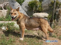 진돗개 좋아해요?? - 인스티즈(instiz) 이슈 카테고리 진돗개 좋아해요??