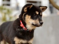 진돗개 좋아해요?? - 인스티즈(instiz) 이슈 카테고리 진돗개 좋아해요??