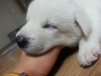 진돗개 좋아해요?? - 인스티즈(instiz) 이슈 카테고리 진돗개 좋아해요??