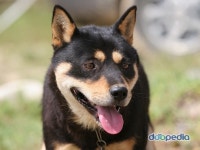 진돗개 좋아해요?? - 인스티즈(instiz) 이슈 카테고리 진돗개 좋아해요??