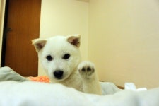 진돗개 좋아해요?? - 인스티즈(instiz) 이슈 카테고리 진돗개 좋아해요??