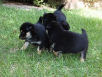 블랙탄 새끼들 - 인스티즈(instiz) 이슈 카테고리 블랙탄 새끼들