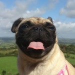 못생겼지만 매력있는 개 甲 - 인스티즈(instiz) 이슈 카테고리 못생겼지만 매력있는 개 甲