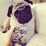 못생겼지만 매력있는 개 甲 - 인스티즈(instiz) 이슈 카테고리 못생겼지만 매력있는 개 甲