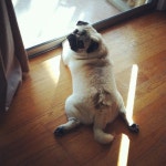 못생겼지만 매력있는 개 甲 - 인스티즈(instiz) 이슈 카테고리 못생겼지만 매력있는 개 甲