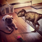 못생겼지만 매력있는 개 甲 - 인스티즈(instiz) 이슈 카테고리 못생겼지만 매력있는 개 甲