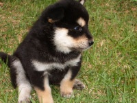 블랙탄 새끼들 - 인스티즈(instiz) 이슈 카테고리 블랙탄 새끼들