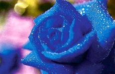 푸른 장미의 비밀 | 깔깔유머방 | 커뮤니티 - 팍스넷 증권포털