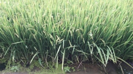 원금을 항하여.........!! | 데이트레이딩 | 커뮤니티 - 팍스넷 증권포털